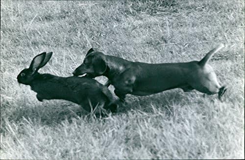 Vintage fotó, Kutya, vadászat, nyúl.