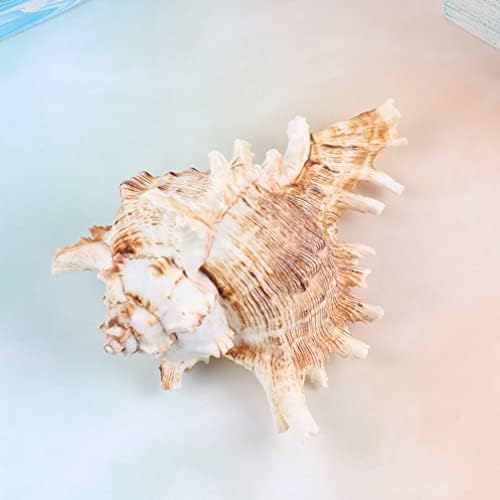 HANABASS Mini Tengeri Kagylók Természetes Kagyló, Tengeri Kagyló Akvárium Dekoráció Murex Tengeri Kagyló Óceán Tengeri Kagyló Esküvői