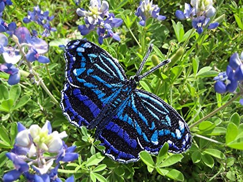 Mexikói Bluewing Pillangó Myscelia Ethus Vas vagy Varrjuk fel a Tapaszt
