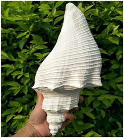 HIKJE 1DB Természetes Shell & Kagyló Otthon Dekoráció, Akvárium Tereprendezés Shell Dísz Dekoráció (Szín : 19-20 cm)
