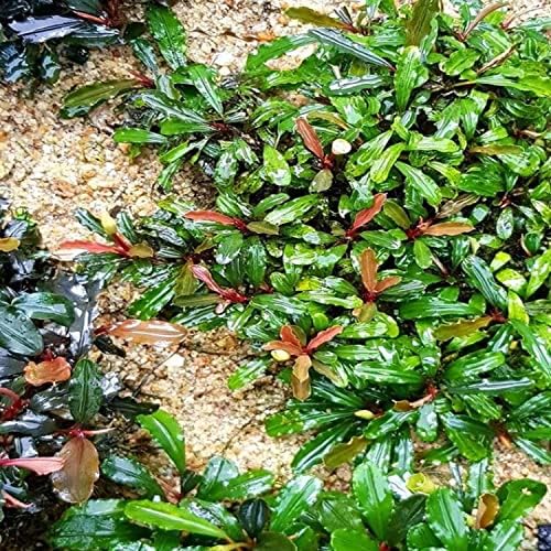 Planterest - Bucephalandra Brownie Szellem Szövet Kultúra MINKET Nő az Akváriumban Élő Növény a Trópusi Édesvízi Dekoráció BUY2GET1FREE