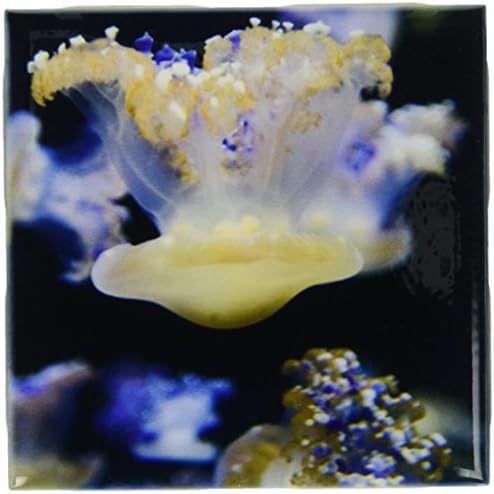3dRose ct_88459_1 Jelly Fish, Monterey Bay Akvárium, Kalifornia - US05 JGS0138 - Jim Goldstein - Kerámia, 4-Es