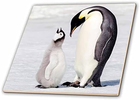 3dRose az Antarktisz, Snow Hill. Pingvin csaj szülő beszélget. - Csempe (ct-366283-7)