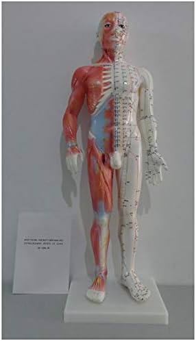 KH66ZKY Félig Bőr, Félig Izom Anatómiai Modell - Akupunktúra Modell - a Kínai Orvoslás Meridian Tanteremben Tanulmány Kijelző