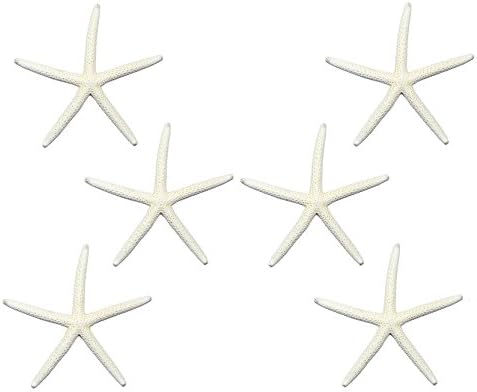 AMERIKAI Shell, Fehér Ujját, tengeri Csillag, 7-8 cm, 7-8