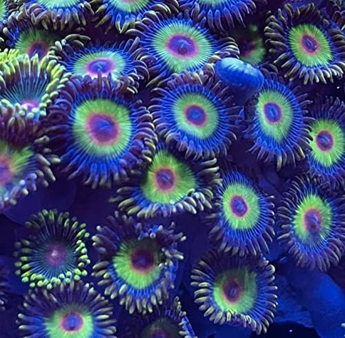 coralSLover Élő Sósvízi Korall Frag - Rasta Zoanthids (5 Egyed), Zöld, Sárga, Narancs
